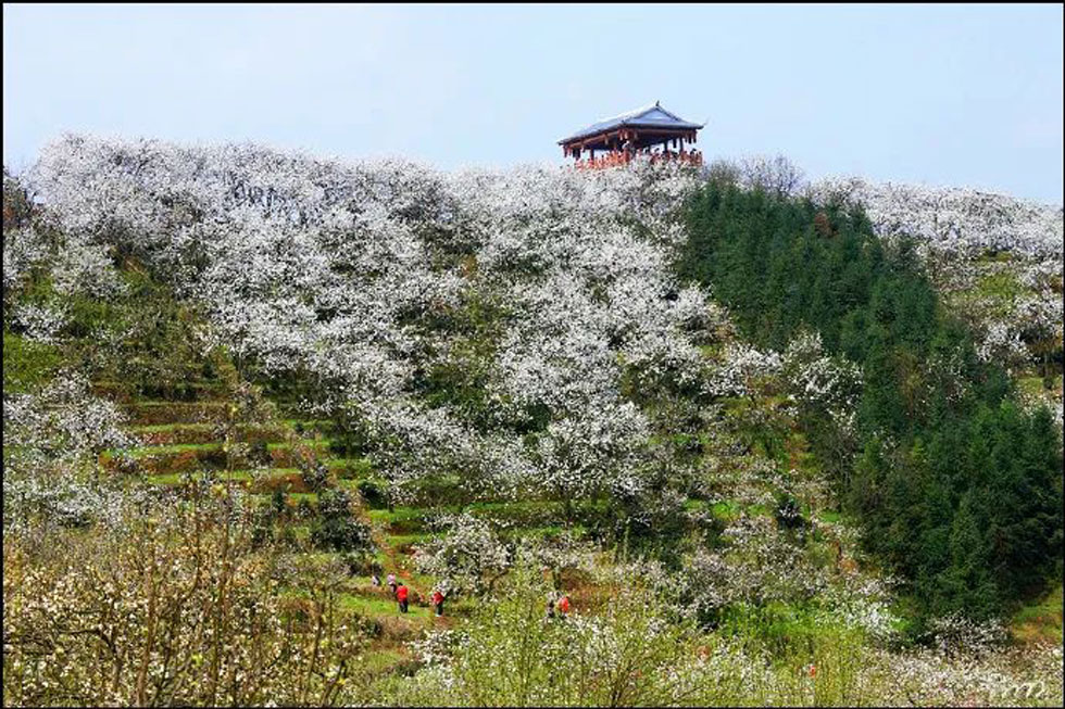 【春天，广西桂林灌阳县向您发出邀请！】我们在灌阳看梨花 - 游山玩水 - 长治生活社区 - 长治28生活网 changzhi.28life.com