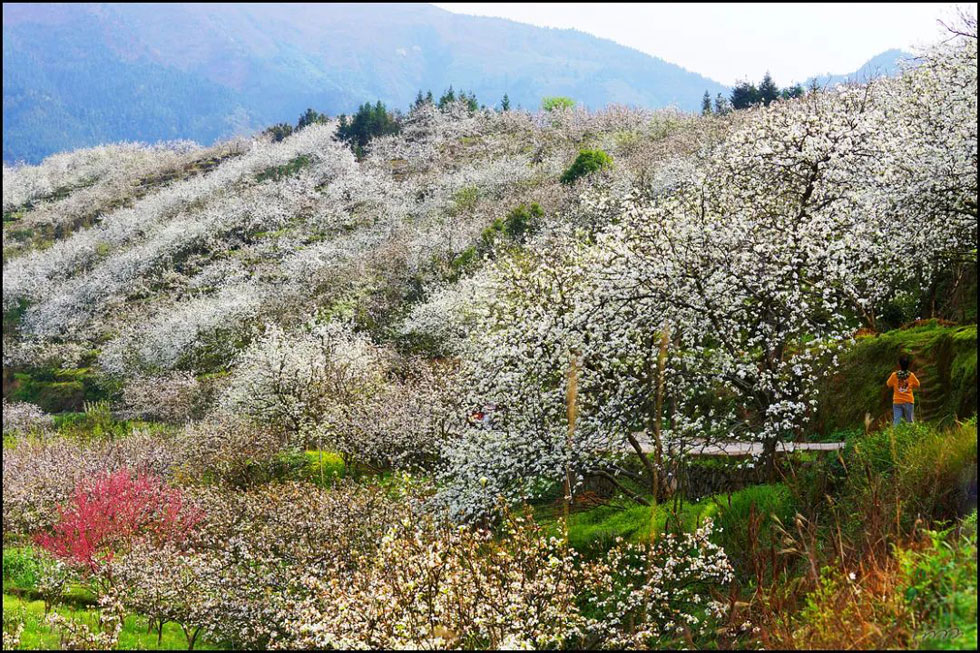 【春天，广西桂林灌阳县向您发出邀请！】我们在灌阳看梨花 - 游山玩水 - 长治生活社区 - 长治28生活网 changzhi.28life.com