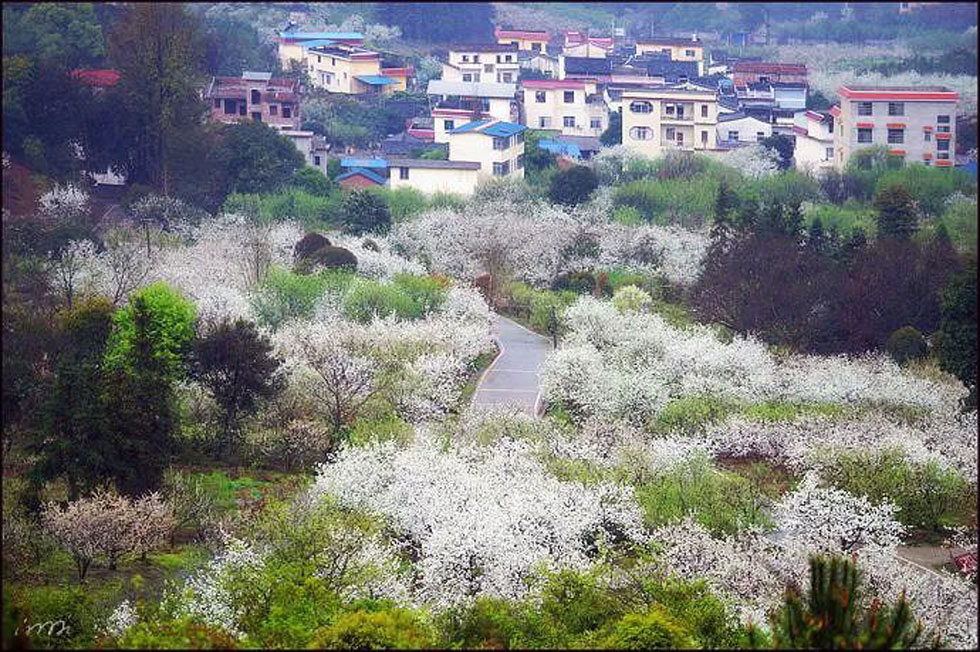 【春天，广西桂林灌阳县向您发出邀请！】我们在灌阳看梨花 - 游山玩水 - 长治生活社区 - 长治28生活网 changzhi.28life.com