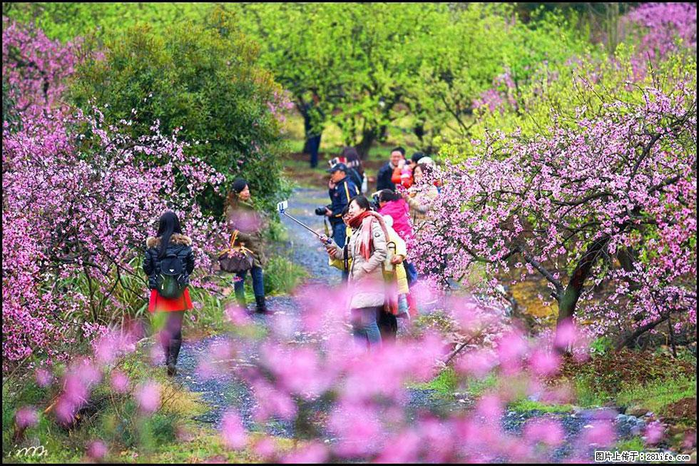 【春天，广西桂林灌阳县向您发出邀请！】官庄村有个醉美的桃花园 - 游山玩水 - 长治生活社区 - 长治28生活网 changzhi.28life.com