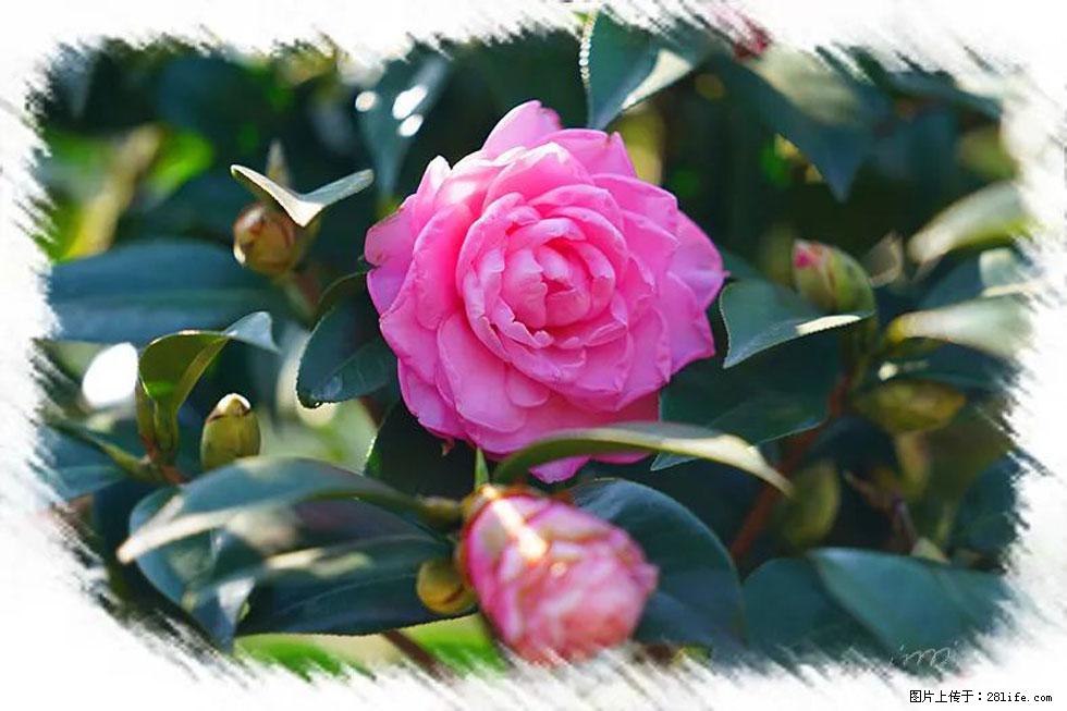 【春天,广西桂林灌阳县向您发出邀请!】杨柳井茶花惹人爱 - 游山玩水 - 长治生活社区 - 长治28生活网 changzhi.28life.com