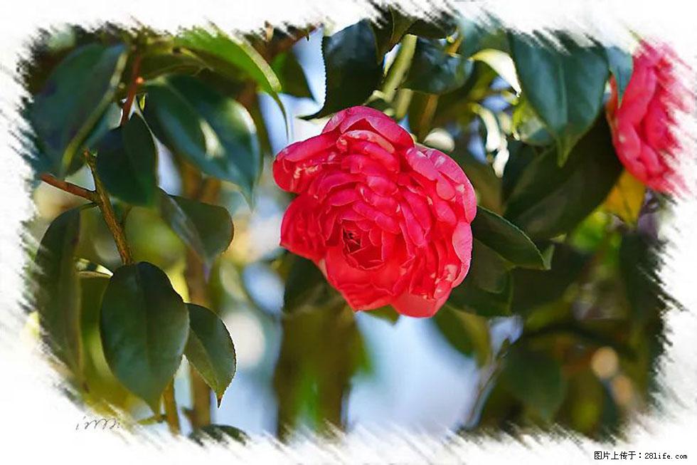 【春天,广西桂林灌阳县向您发出邀请!】杨柳井茶花惹人爱 - 游山玩水 - 长治生活社区 - 长治28生活网 changzhi.28life.com