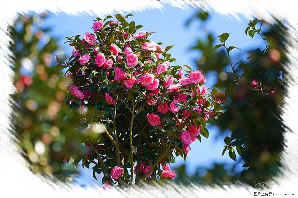 【春天,广西桂林灌阳县向您发出邀请!】杨柳井茶花惹人爱 - 游山玩水 - 长治生活社区 - 长治28生活网 changzhi.28life.com