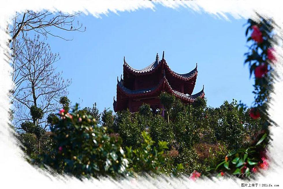 【春天,广西桂林灌阳县向您发出邀请!】杨柳井茶花惹人爱 - 游山玩水 - 长治生活社区 - 长治28生活网 changzhi.28life.com