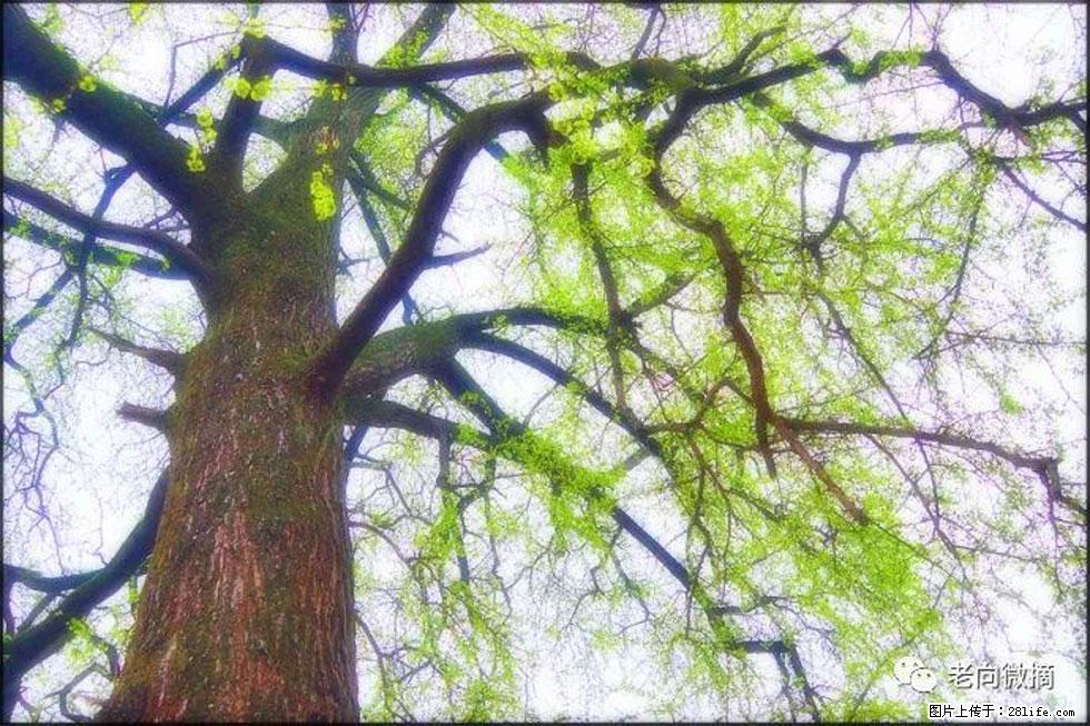 【春天,广西桂林灌阳县向您发出邀请!】在小龙村与春天约会 - 游山玩水 - 长治生活社区 - 长治28生活网 changzhi.28life.com