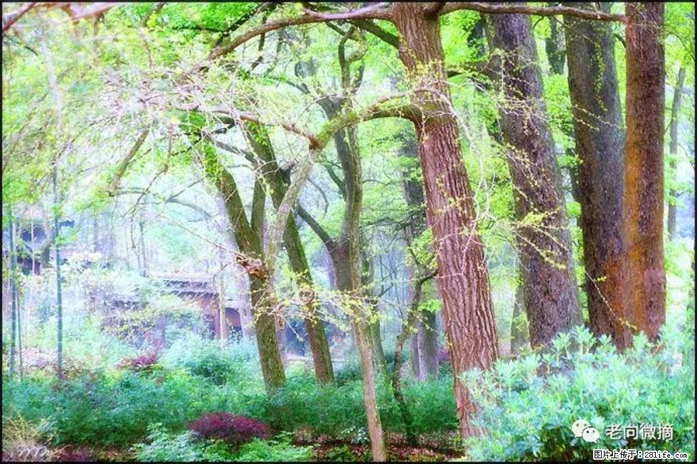 【春天,广西桂林灌阳县向您发出邀请!】在小龙村与春天约会 - 游山玩水 - 长治生活社区 - 长治28生活网 changzhi.28life.com