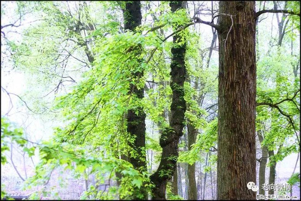 【春天,广西桂林灌阳县向您发出邀请!】在小龙村与春天约会 - 游山玩水 - 长治生活社区 - 长治28生活网 changzhi.28life.com