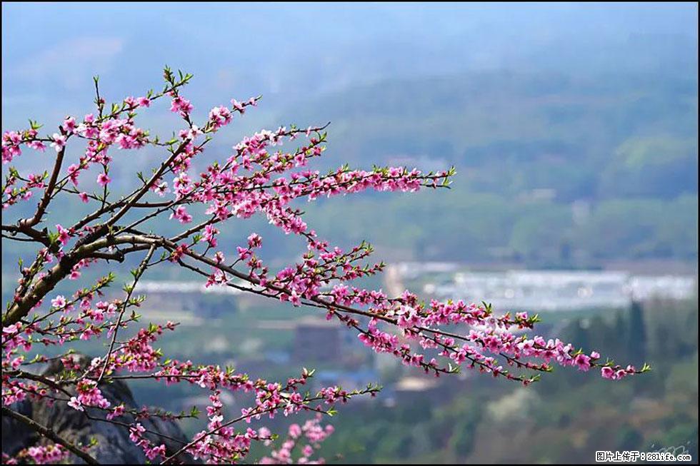 【春天,广西桂林灌阳县向您发出邀请!】望月岭上桃花开 - 游山玩水 - 长治生活社区 - 长治28生活网 changzhi.28life.com