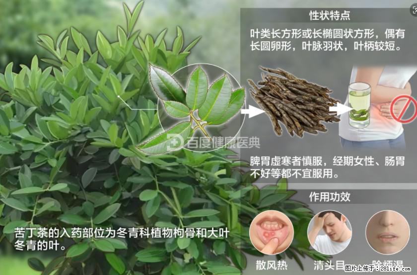 苦丁茶有哪些功效和作用 - 生活百科 - 长治生活社区 - 长治28生活网 changzhi.28life.com