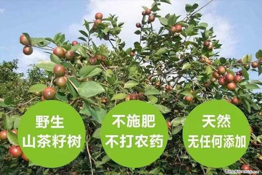 【灌阳县油茶产业示范区】一个有着充实的精神生活的人,对待身外之物自会有一种淡泊的态度 - 土特产 - 饮食特产 - 长治分类信息 - 长治28生活网 changzhi.28life.com