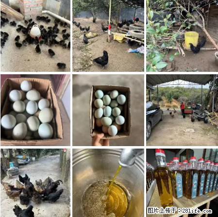 油茶园从小鸡仔开始养起的纯土鸡、土鸡蛋可以预定啦!还有前几天刚榨的纯山茶油哦 - 土特产 - 饮食特产 - 长治分类信息 - 长治28生活网 changzhi.28life.com