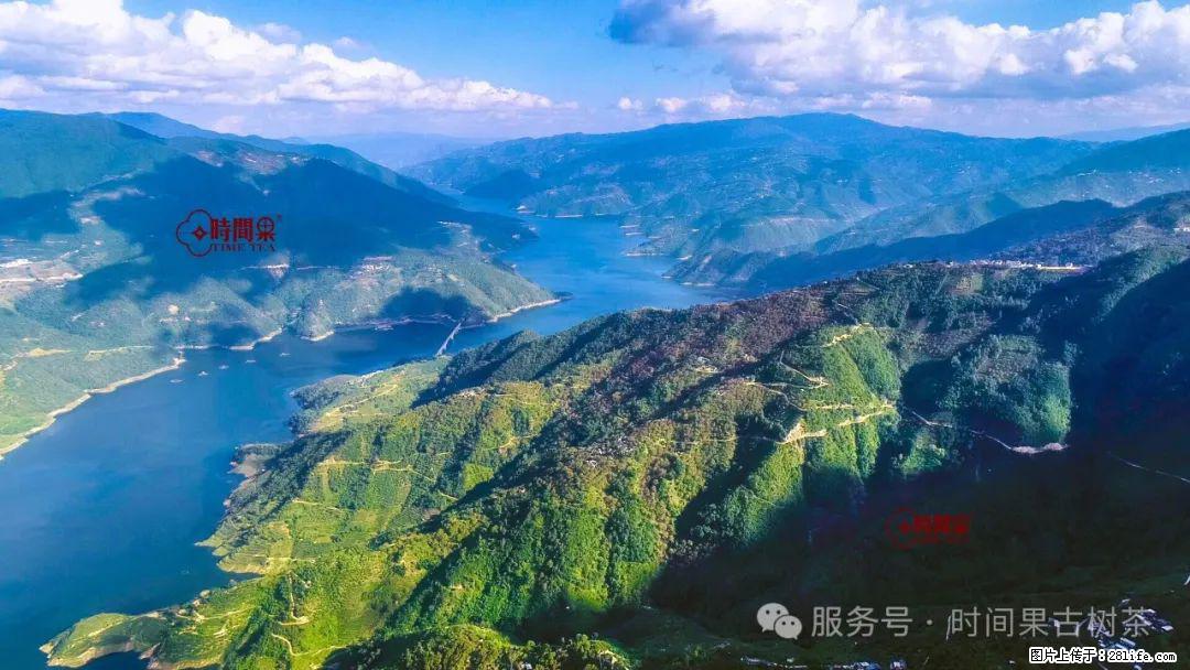 时间果百年古树龙珠普洱生茶 - 购物交流 - 长治生活社区 - 长治28生活网 changzhi.28life.com