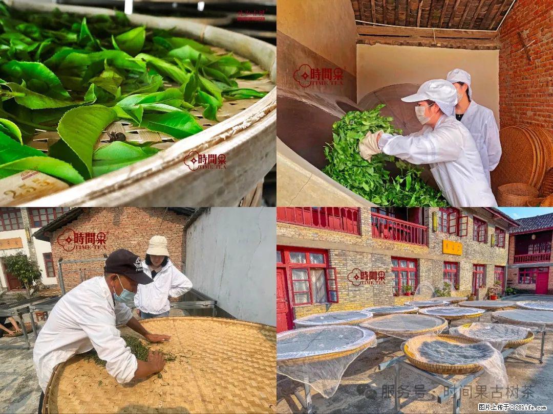 时间果百年古树龙珠普洱生茶 - 购物交流 - 长治生活社区 - 长治28生活网 changzhi.28life.com