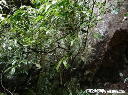 平乐石崖茶,珍贵仅次于金花茶 - 长治生活资讯 - 长治28生活网 changzhi.28life.com