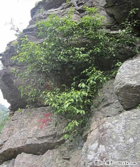 平乐石崖茶,珍贵仅次于金花茶 - 长治生活资讯 - 长治28生活网 changzhi.28life.com