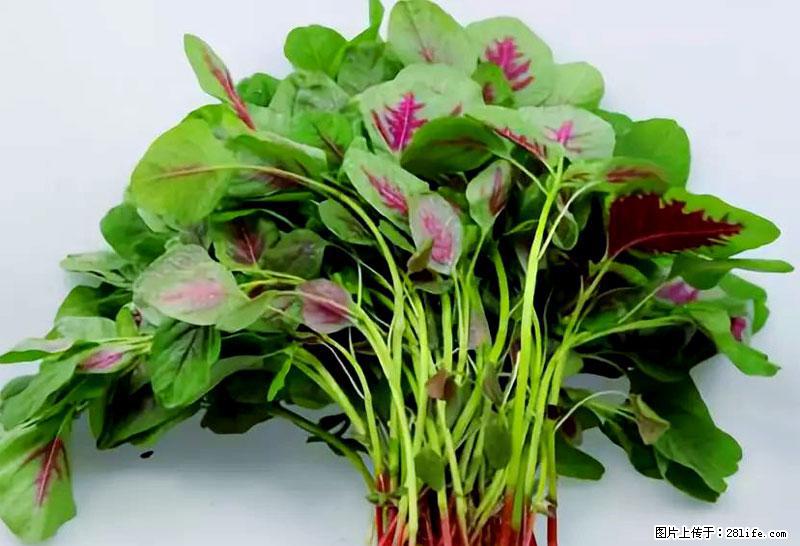 这些蔬菜是“天然钙片”，这6种被医生重点推荐 - 长治生活资讯 - 长治28生活网 changzhi.28life.com