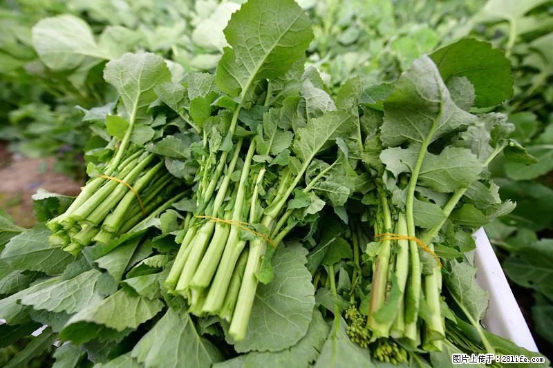 这些蔬菜是“天然钙片”，这6种被医生重点推荐 - 长治生活资讯 - 长治28生活网 changzhi.28life.com